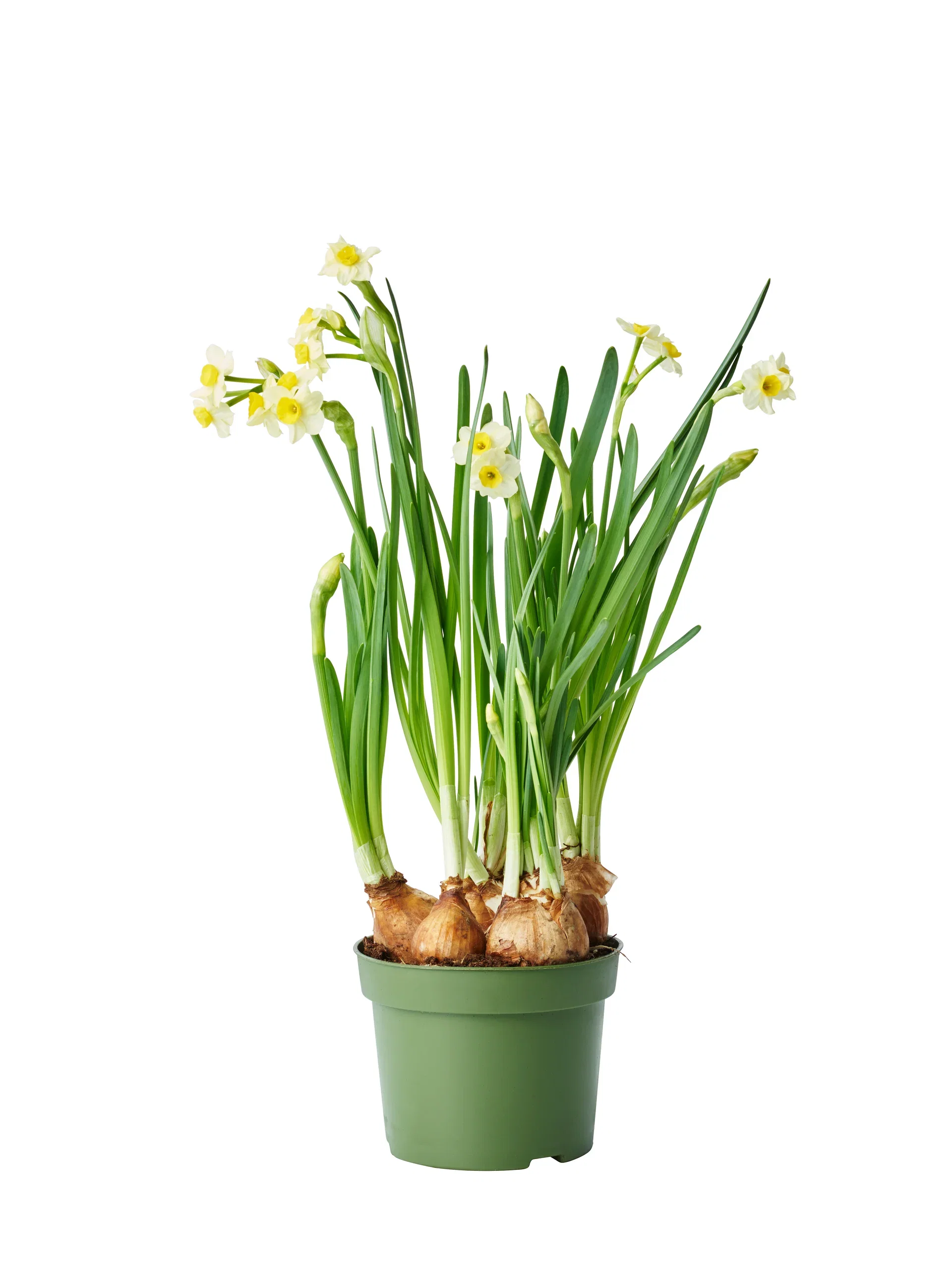 Minipåskelilje  'Minnow ' Ø12 cm