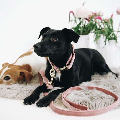 Kentucky Dogwear Velvet Hondenhalsband