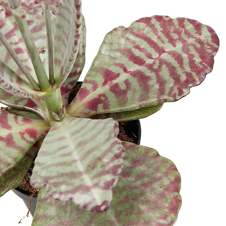 Kalanchoé « surprise du désert » 10,5cm