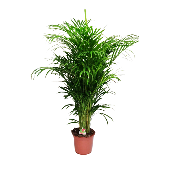 Palmier, Areca Dypsis - pot D.24 cm