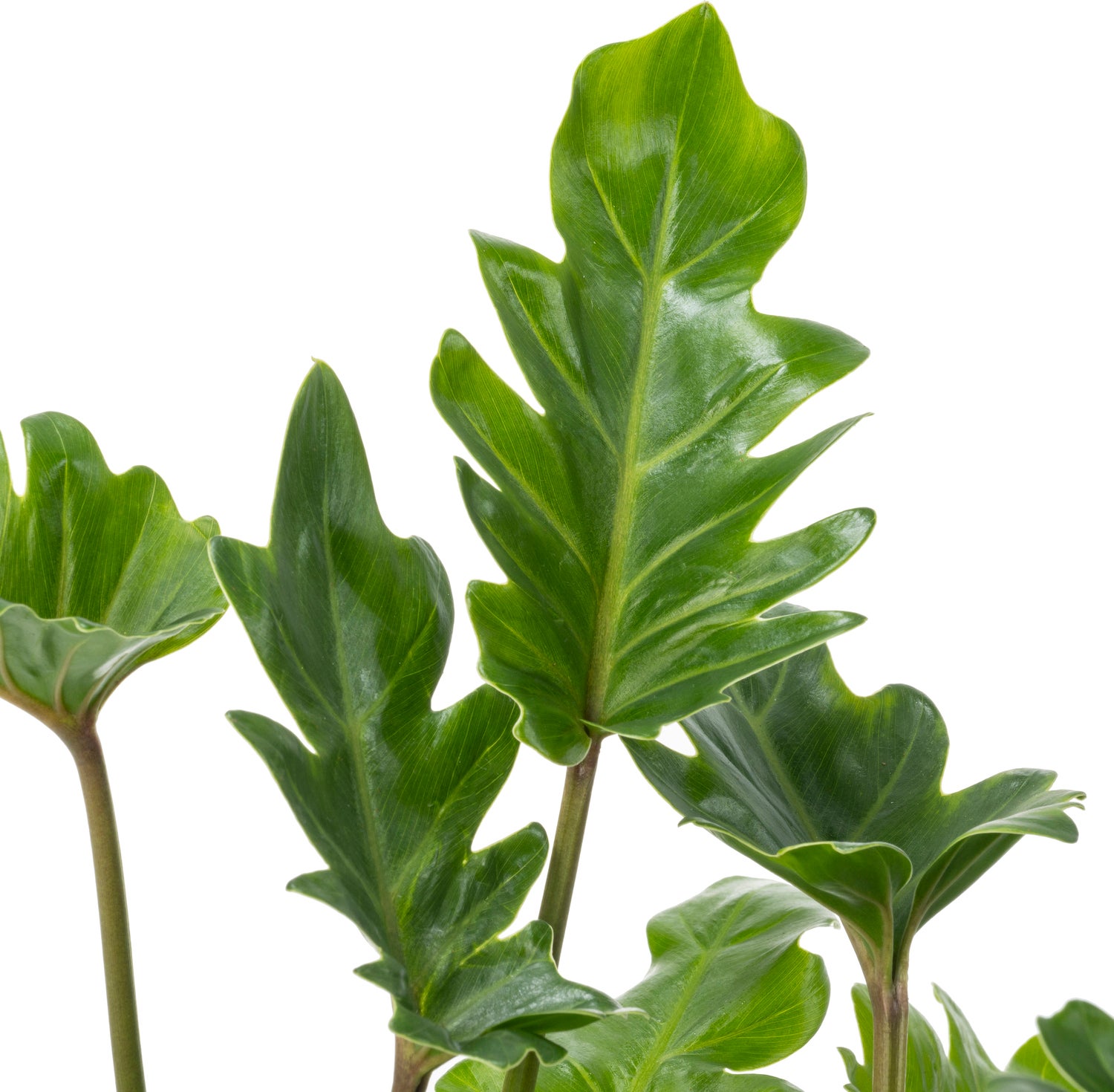 Philodendron Bonsai (Philodendron 'Xanadu') D 22 H 50 cm