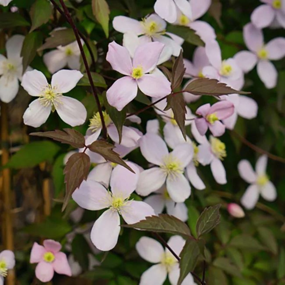 Clématite 'rubens' - clematis montana 3l