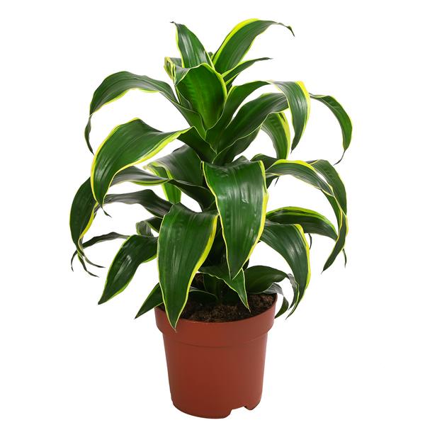 Drachenbaum - Dracaena deremensis 'Dorado'