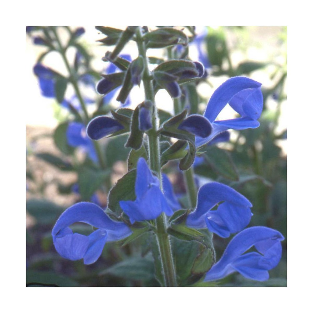 Sauge gentiane/salvia patens[-]godet