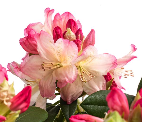 Rhododendron