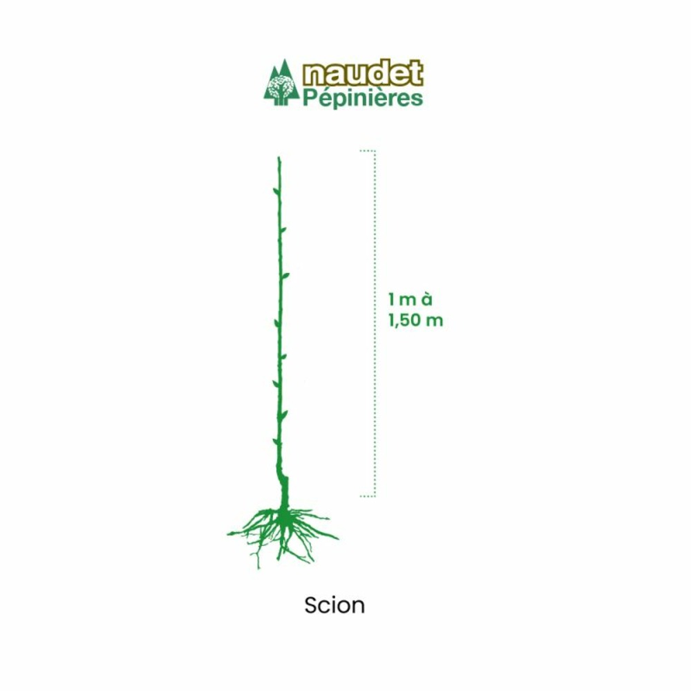 Abricotier 'pêche de nancy' bio - scion de 80 à 100cm