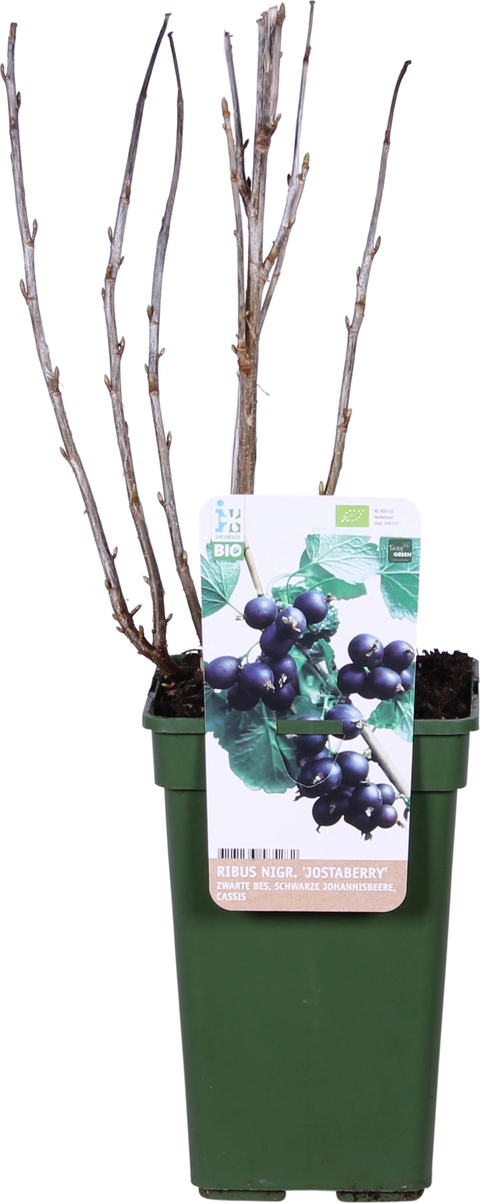 Biologische Zwarte bes (Ribes nigrum 'Jostaberry') D 19 H 60 cm