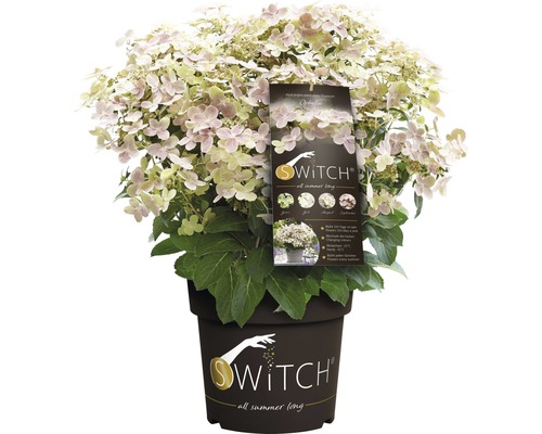 Pluimhortensia FloraSelf Hydranga paniculata 'Switch Ophelia' H 30-50 cm Co 3 L