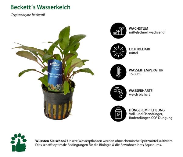 Dehner Aqua Premium Beckett´s Wasserkelch -