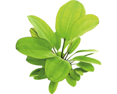 Aquarium waterplantenpakket L 