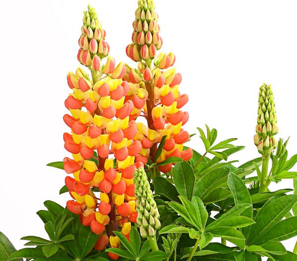 Lupine 'West Country', verschiedene Farben