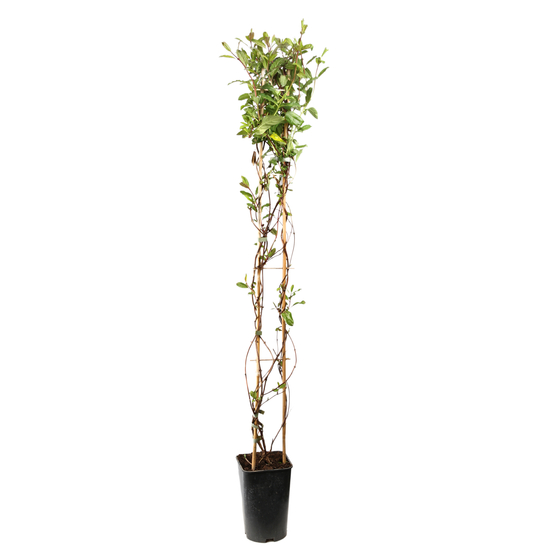 Lonicera 'Dart's Acumen': pot 3L