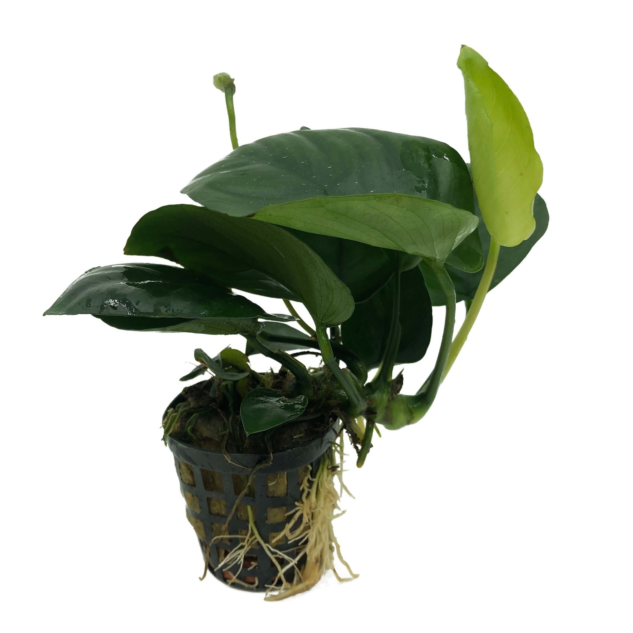AquastoreXL Plantenpakket Extra Small 1