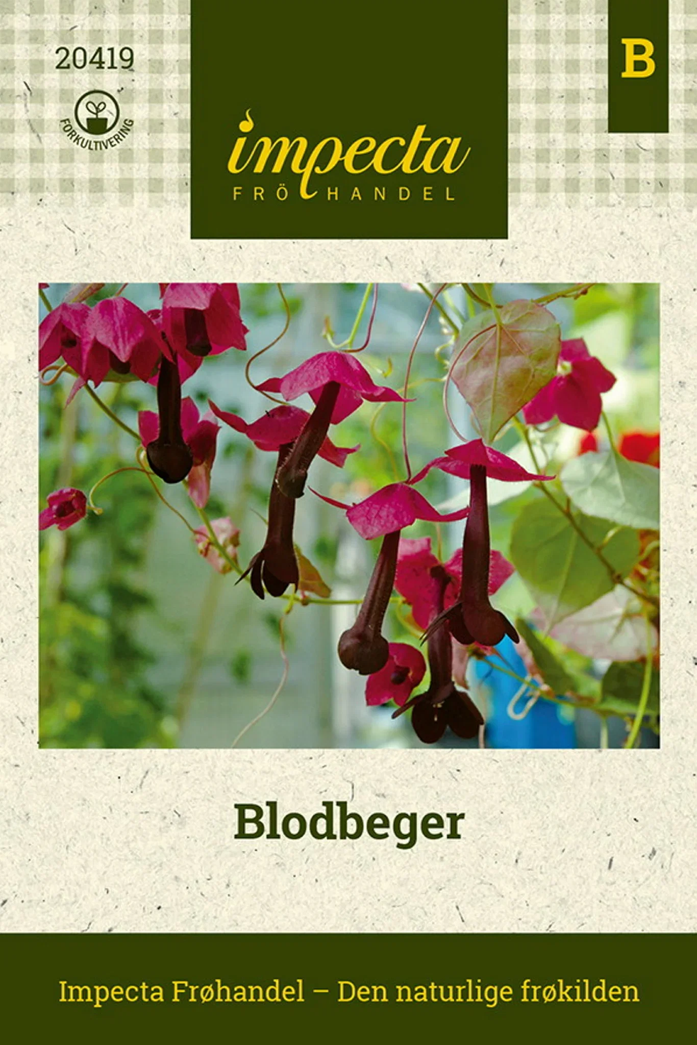 Rhodochiton atrosanguineum Blodbeger