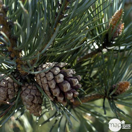Pinus Sylvestris Watereri : H 40 cm : Pot diamètre 10 cm