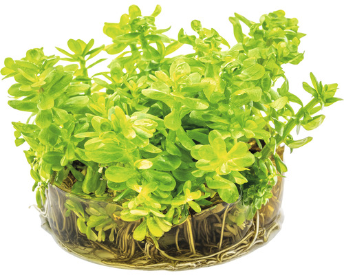 Rotala indica In-Vitro
