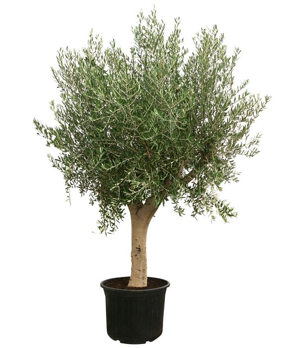XXL Olivenbaum, ca. 200-250 cm