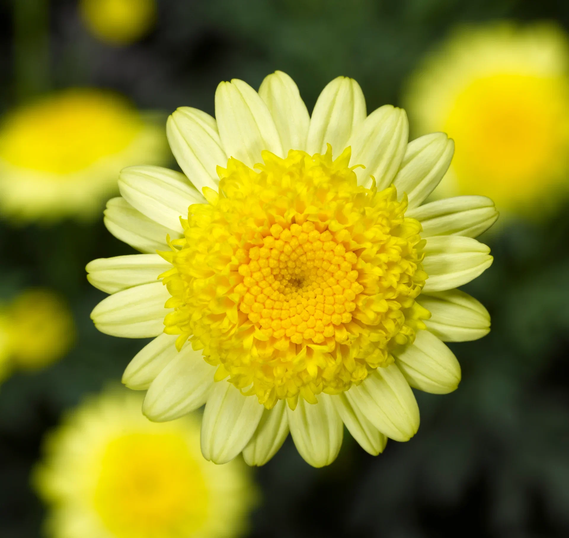 Argyranthemum Margerit stikling Ø6 cm