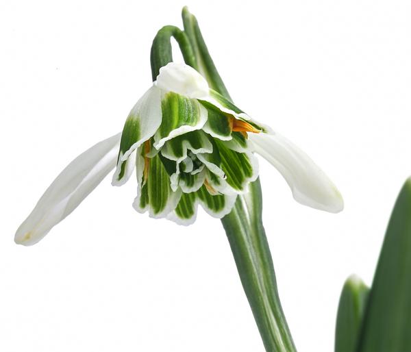 Gefülltes Schneeglöckchen 'Hippolyta'