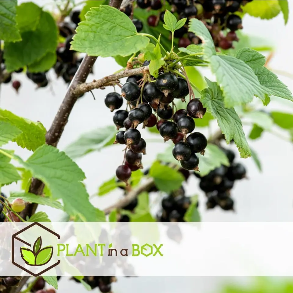 Bessenplanten - Set van 4 - Rubus Rubrum Uva Fructosus - Hoogte 25-40cm - ⌀9cm