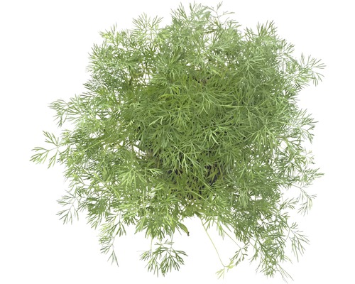 Organic Dill FloraSelf Organic Anethum graveolens Ø 12 cm pot