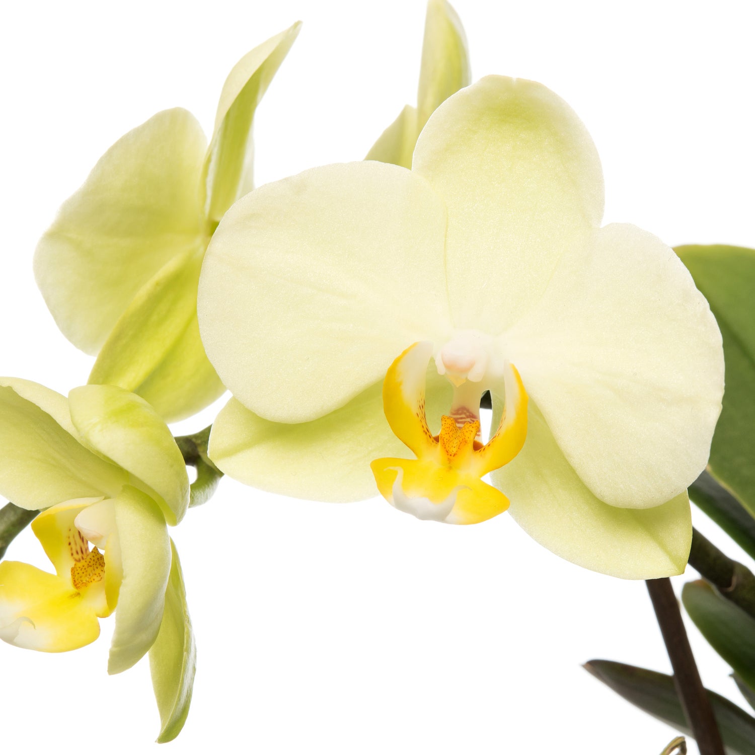 Mini Vlinderorchidee 2 tak (Phalaenopsis 'Little Kolibri') geel D 9 H 30 cm