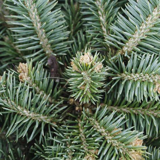 Picea glauca Globosa H : 30/40 cm : ctr 4 L