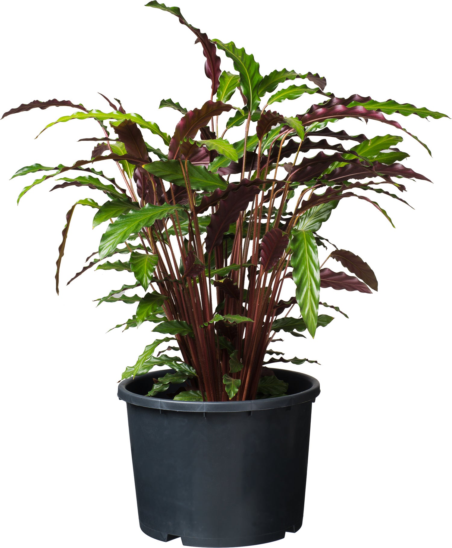 Ritzi plantcontainer 20 L D 36 cm zwart