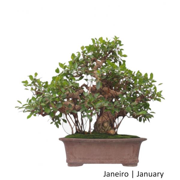 Luso Bonsai Ficus Tiger Bark Bonsai de 50 Anos - 51566F