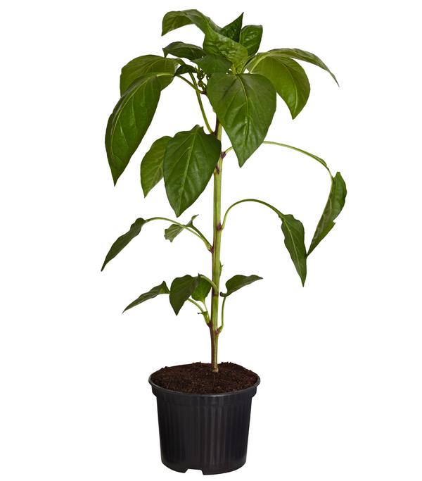 Spitzpaprika, rot