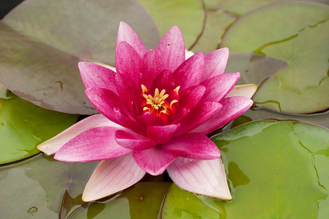 Waterlelie (Nymphaea 'Charles de meurville') D 18 H 30 cm