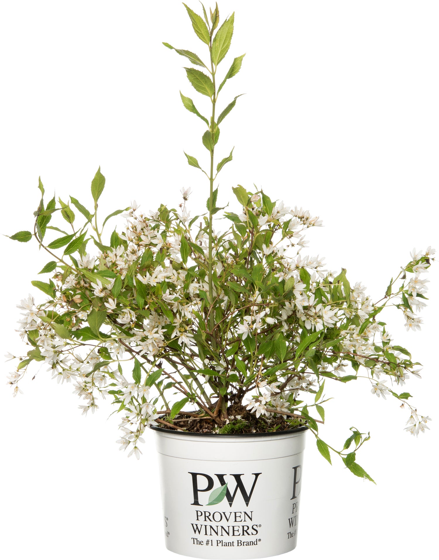 Bruidsbloem (Deutzia 'Yuki Snowflake') D 19 H 25 cm