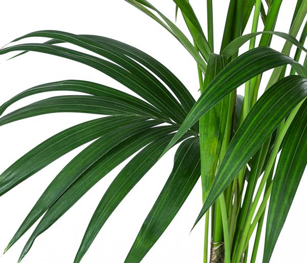 Kentiapalme, Howea forsteriana, Hydrokultur