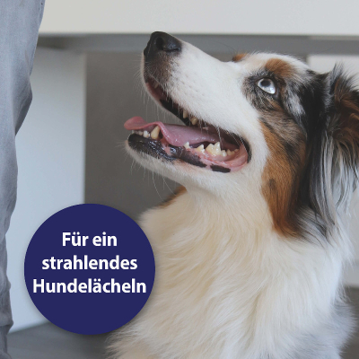 Canosept Zahnpflege Hund - Zahnpflegespray für das Hundegebiss 100ml