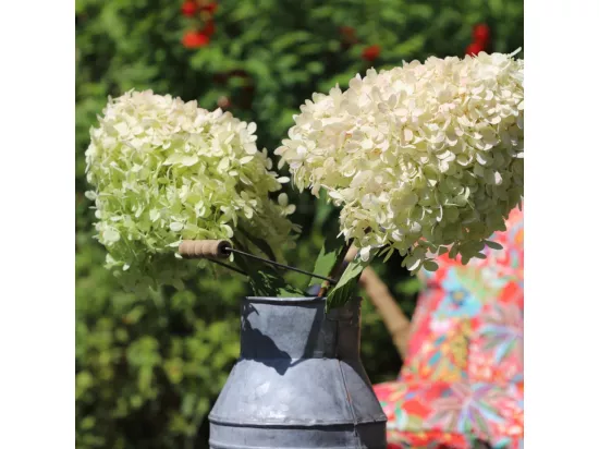 Pot à lait ancien décoratif jardin extérieur zinc gris 24 x 14 cm