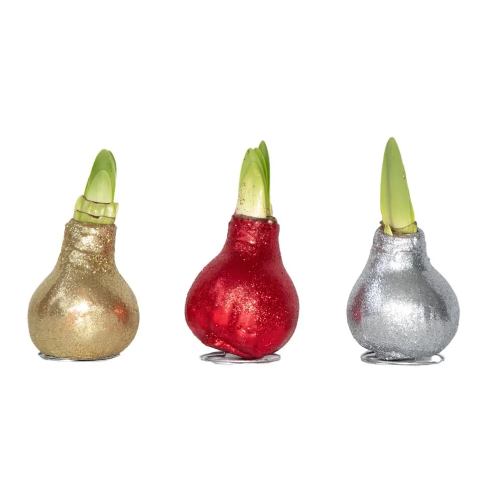 Amaryllis - Set van 3 - Hippeastrum 'Glitter Mix' - Bloembol - Rood