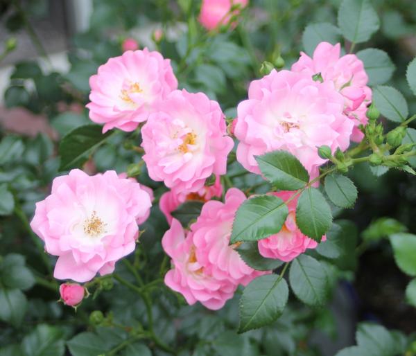 Bodendeckerrose 'Satina®'
