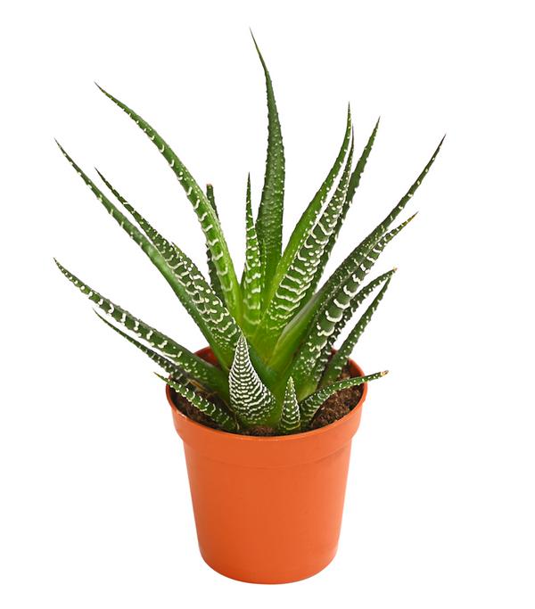 Zebra-Haworthie - Haworthia fasciata