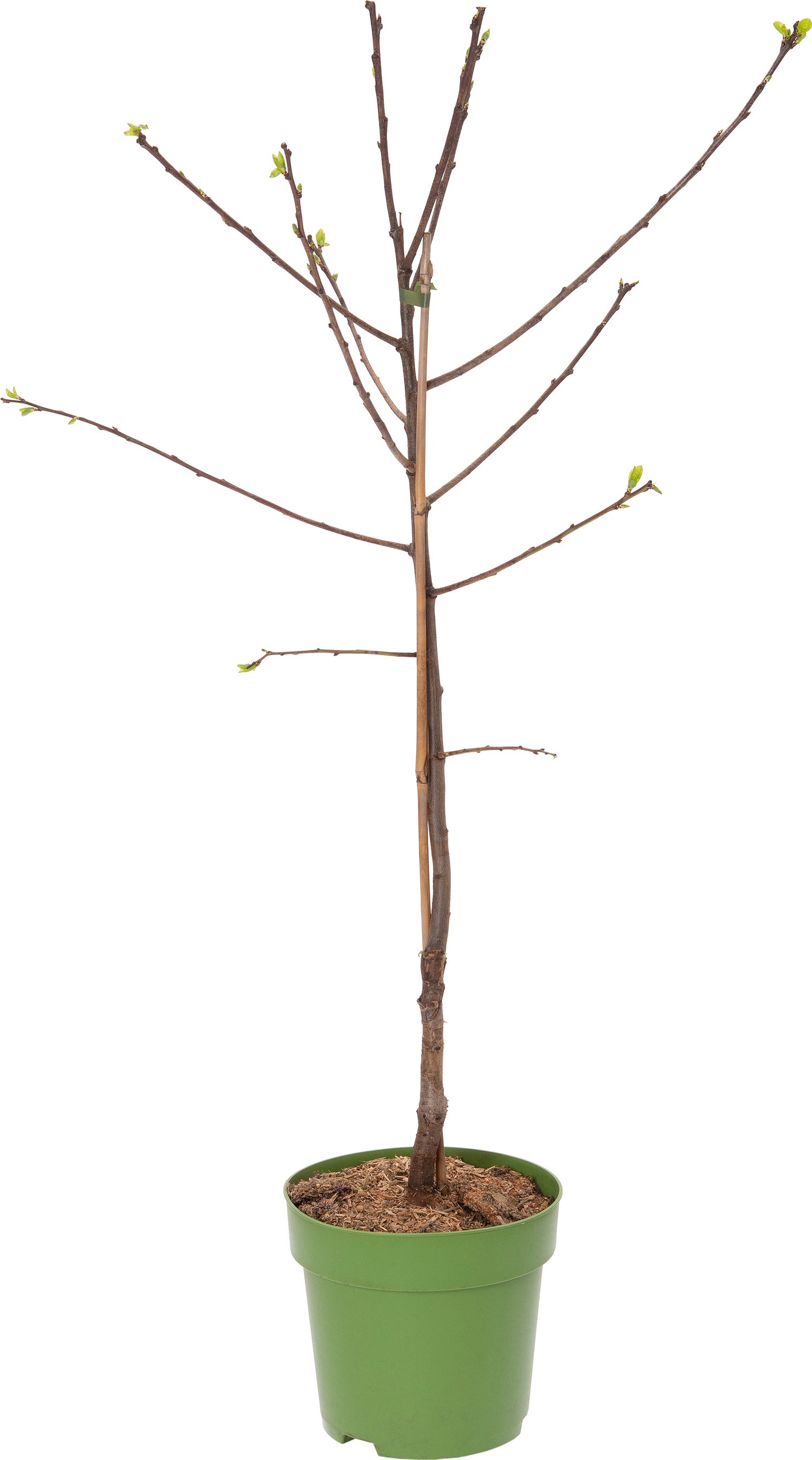 Biologische Zoete kers (Prunus avium 'Büttners Rode') D 23 H 80 cm