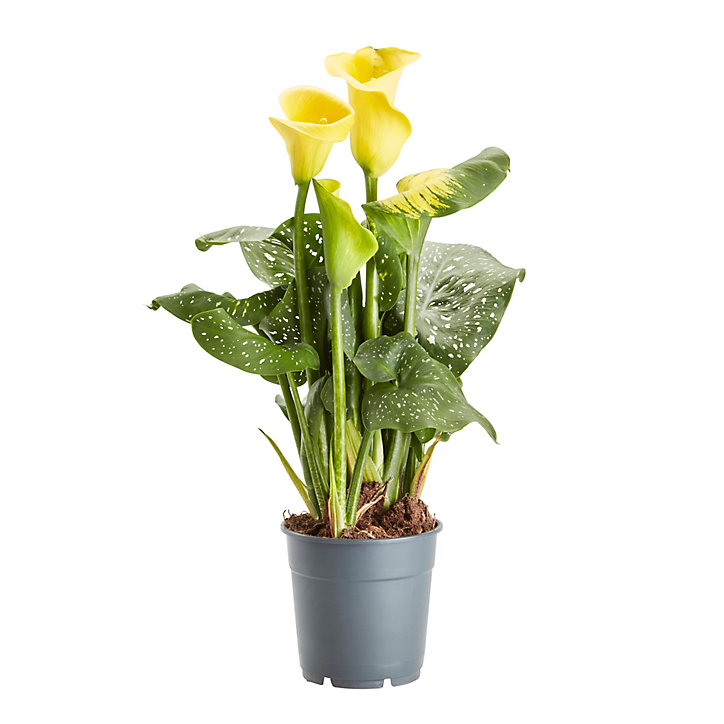 Arum d'Éthiopie , Assortiment, 12cm
