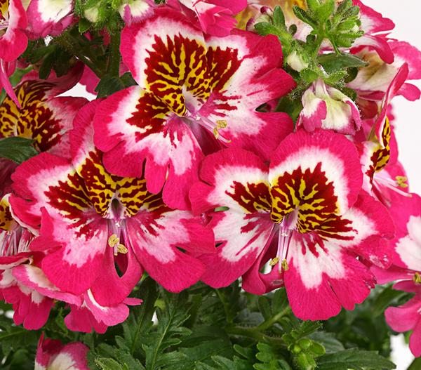 Bauernorchidee, verschiedene Farben