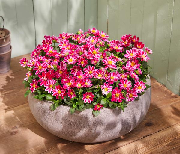 Zwergdahlie, verschiedene Farben