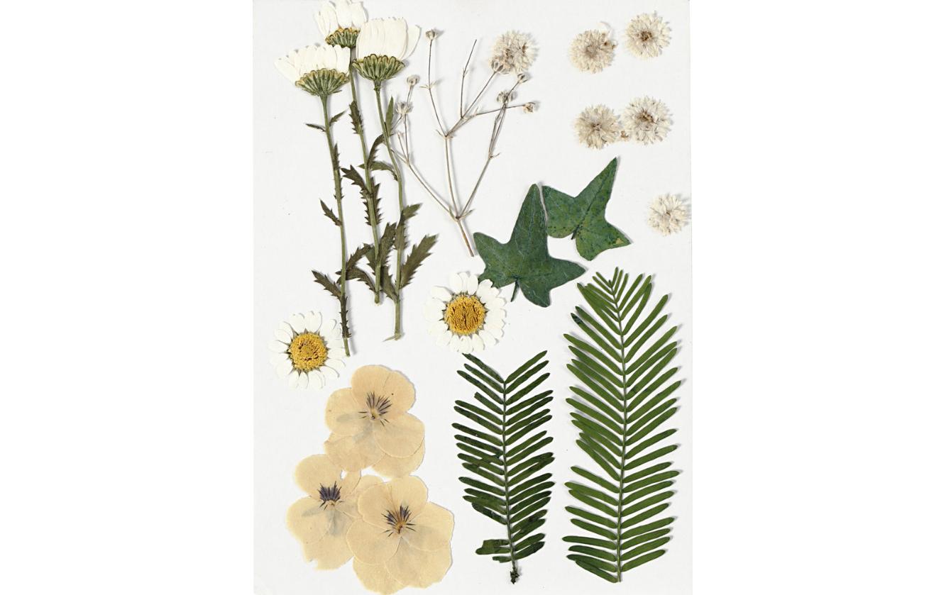 Streudeko Gepresste Blüten und Blätter, Gelb, 19 sort.Streudeko Blüten und Blätter