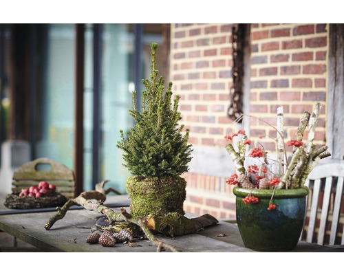 Spar 'Little Santa' - R - H 50-60 cm Co 5 L Mini kerstboom geschikt om te planten