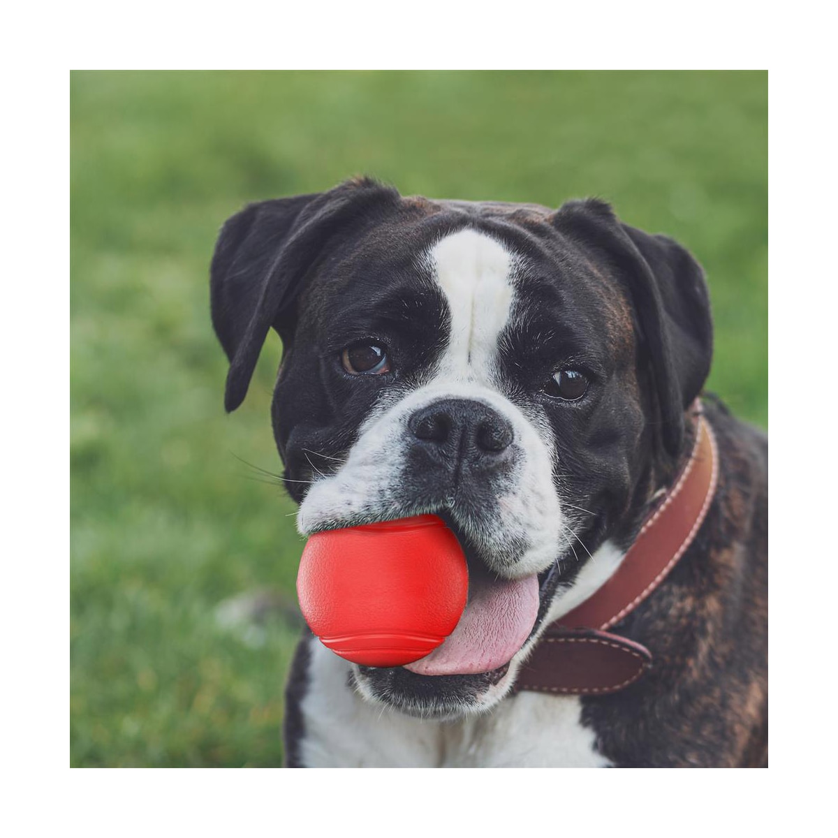 Gummiball for hunder 7 cm Hundeball (rød)