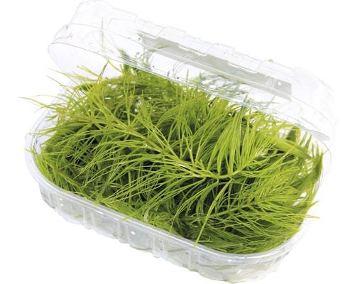 Hoornblad - Ceratophyllum demersum