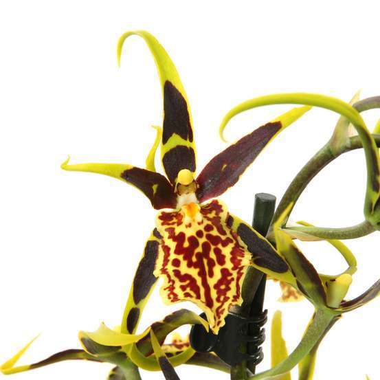 Orchidée Cambria 1 tige - pot D.11 cm