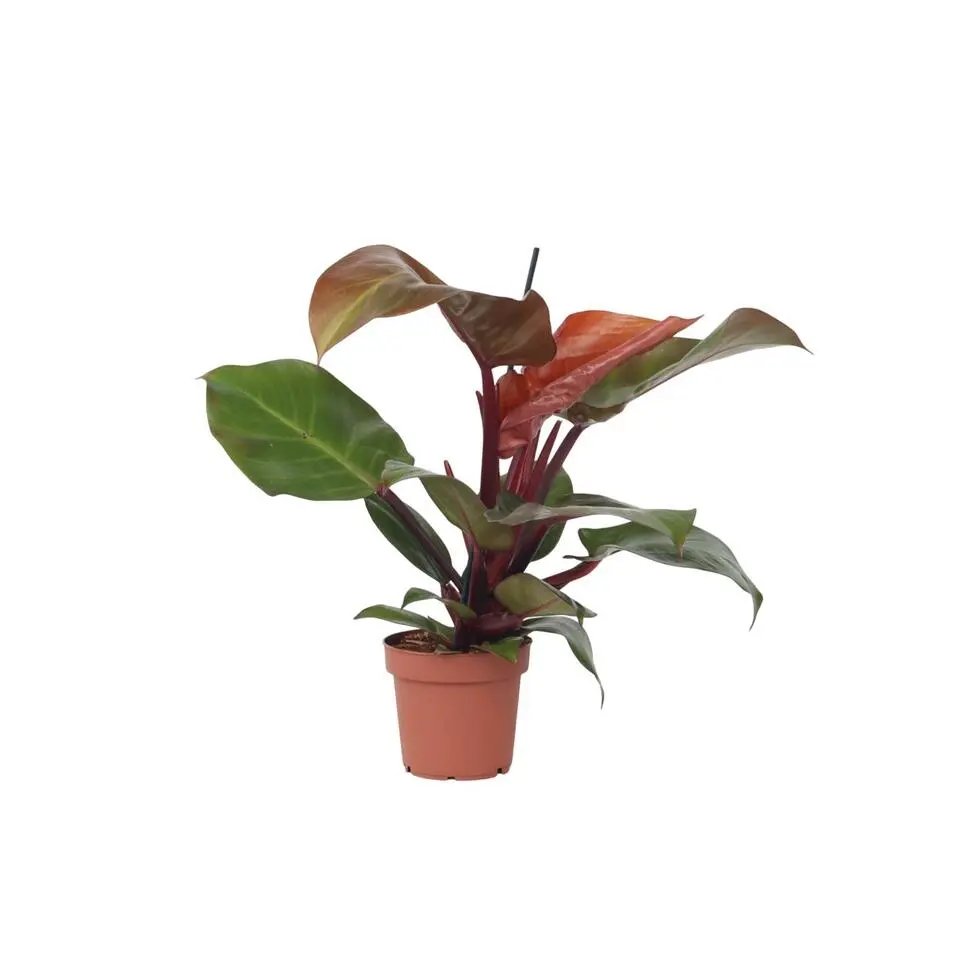 Philodendron - Philodendron 'Sun Light' - Hoogte 20-30cm - ⌀12cm
