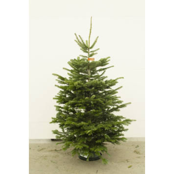 Nordmann kerstboom gezaagd 200-250 cm
