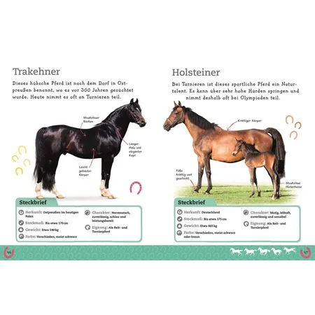 DK Verlag Pferde und Ponys Alles über deine Lieblingstiere